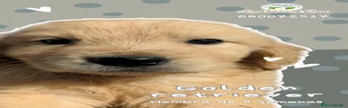 Golden Retriever 3