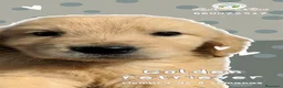 Golden Retriever perros en venta: Preciosos cachorros de golden retriever - Anuncio 5