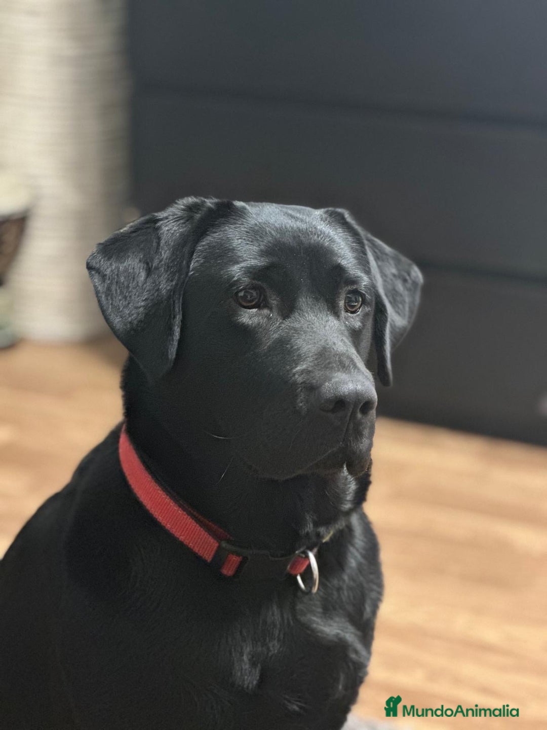 Labrador Retriever perros en venta: Camada labrador  - Anuncio 1