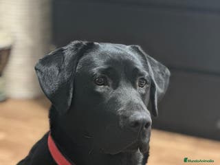 Labrador Retriever perros Camada labrador - Anuncio 26