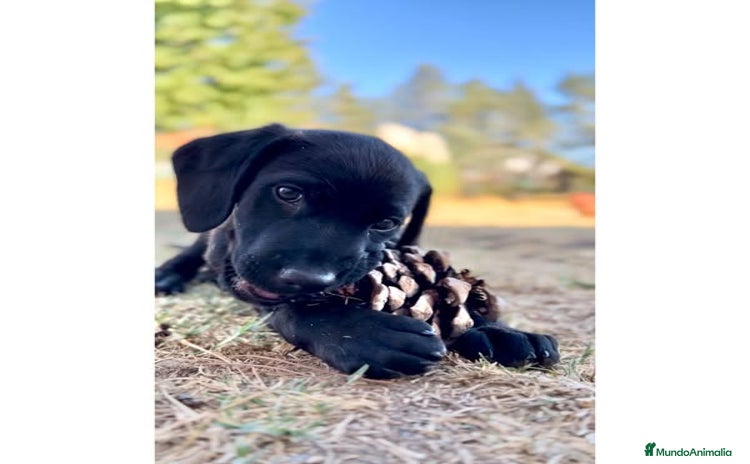 Labrador Retriever perros - Anuncio 3