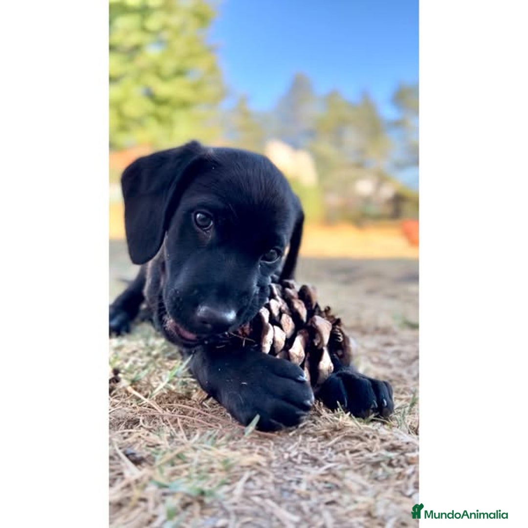 Labrador Retriever perros en venta: Mimoso bebé de Labrador Retriever - Imagen 1
