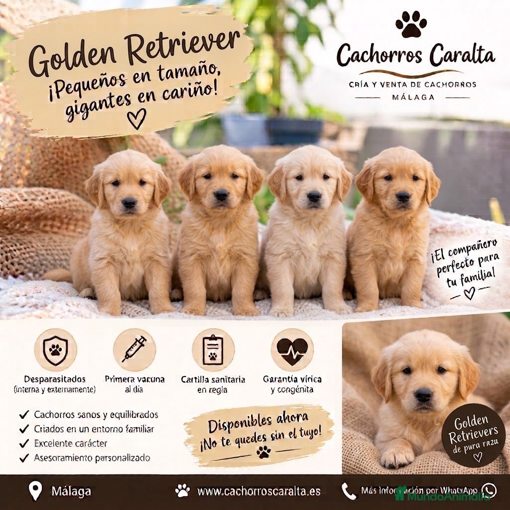Golden Retriever perros PRECIOSOS CACHORROS GOLDEN RETRIEVER - Anuncio 5