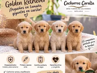 Golden Retriever perros PRECIOSOS CACHORROS GOLDEN RETRIEVER - Anuncio 5