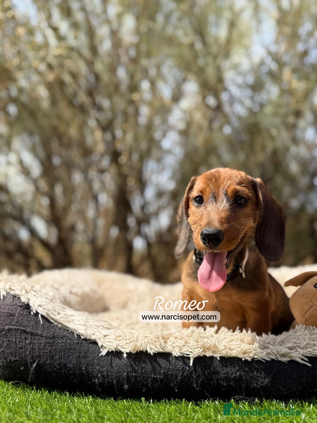 Teckel Miniatura perros en venta: CACHORROS TECKEL PELO DURO en Asturias - Anuncio 6