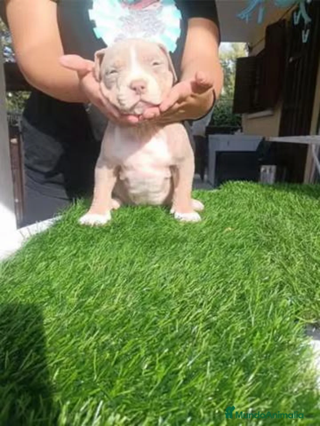 American Bully perros en venta: Cachorros de American Bully XL - Anuncio 19