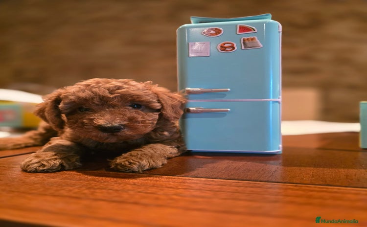 Caniche Toy perros - Anuncio 1