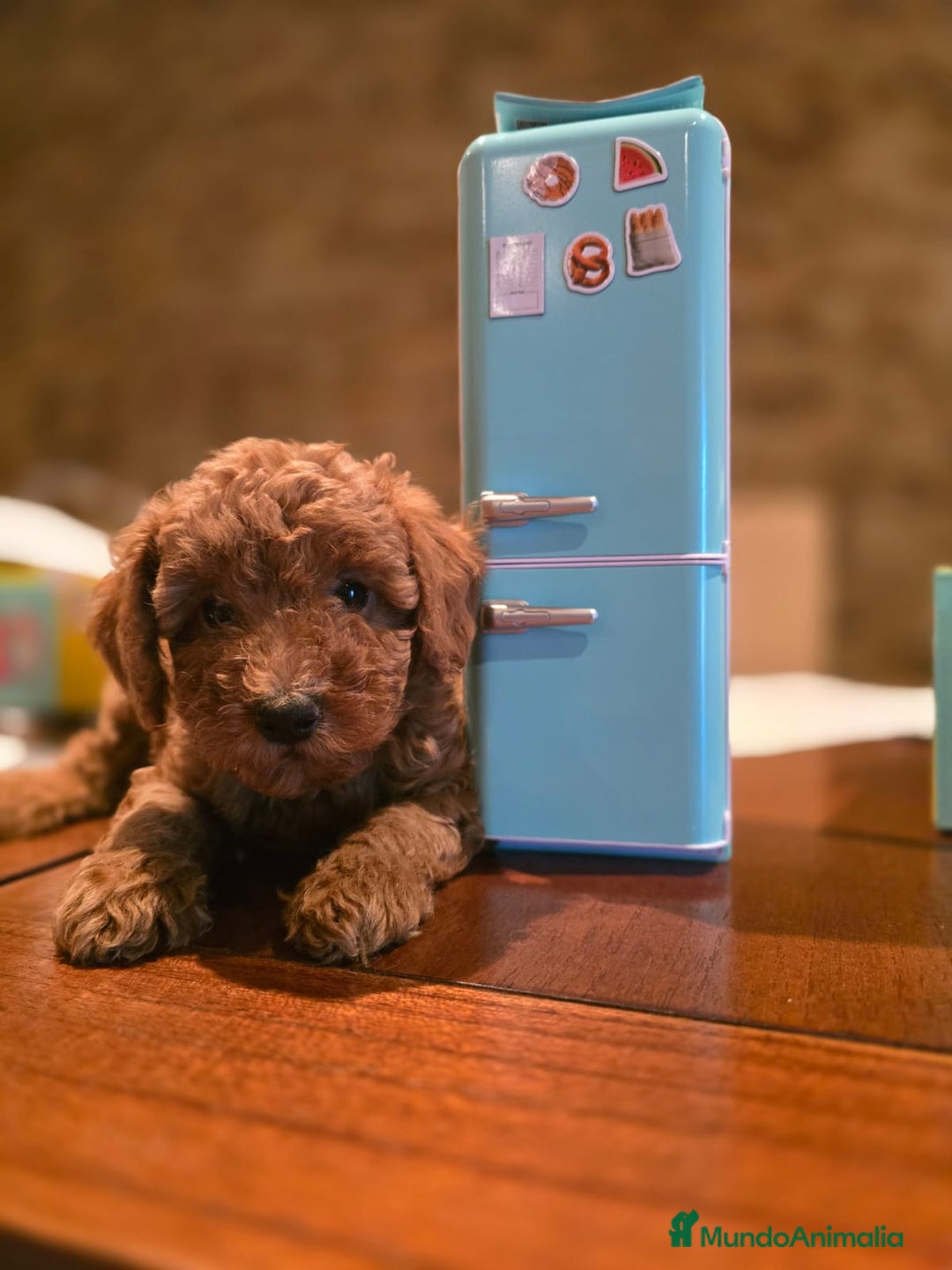 Caniche Toy perros en venta: CANICHES TOYS SE PUEDEN VER A LOS PADRES  - Imagen 1