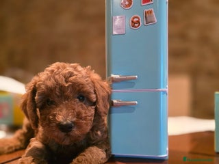 Caniche Toy perros - Anuncio 36