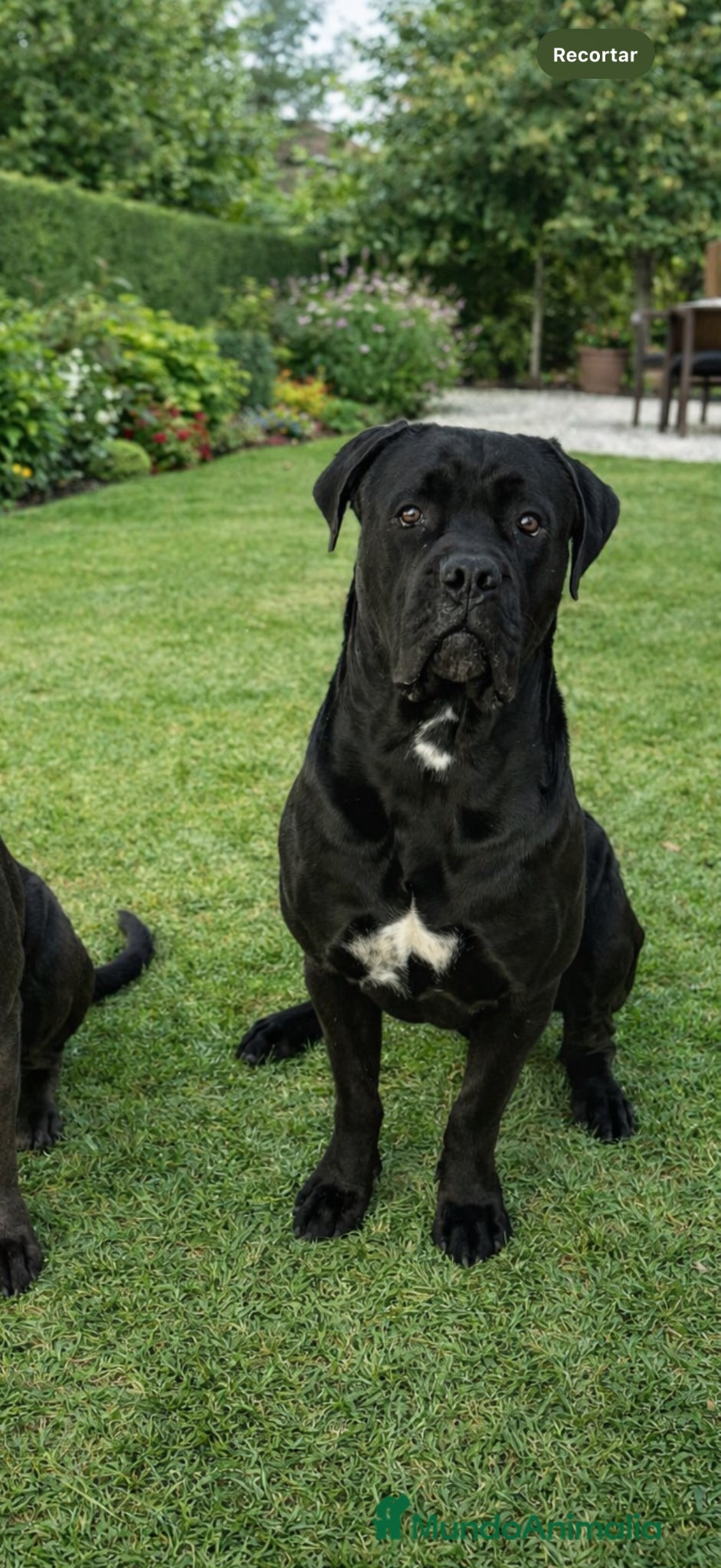 Cane Corso perros CANECORSO  - Anuncio 1