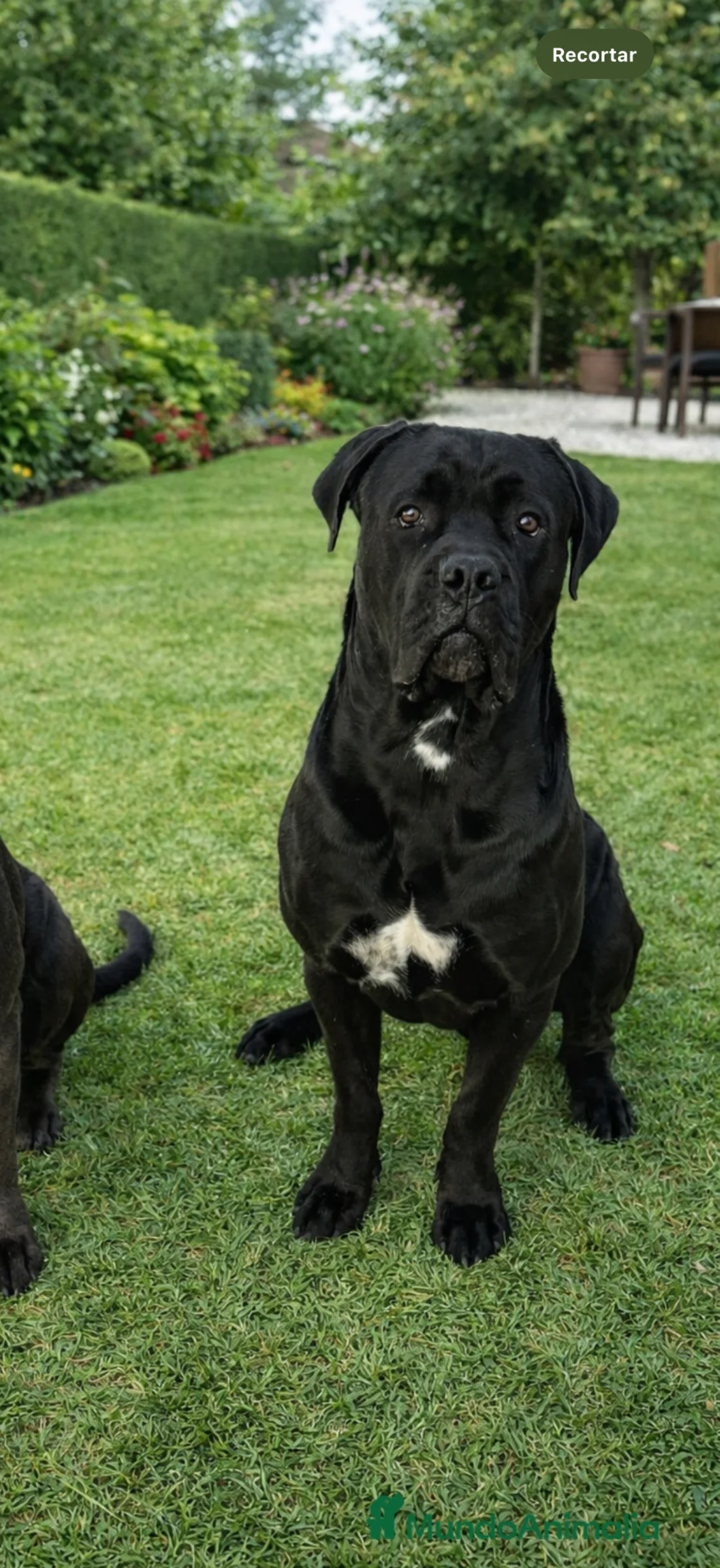 Cane Corso perros en venta: CANECORSO  - Anuncio 1