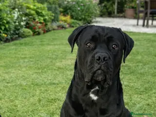 Cane Corso perros CANECORSO - Anuncio 1