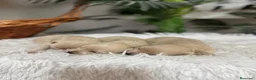 Maltipoo perros en venta: MALTIPOO HEMBRAS - Anuncio 15