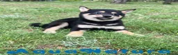 Shiba Inu perros en venta: Shiba Inu Hembra de Mayka y Silvio 1983 AQUANATURA - Anuncio 5