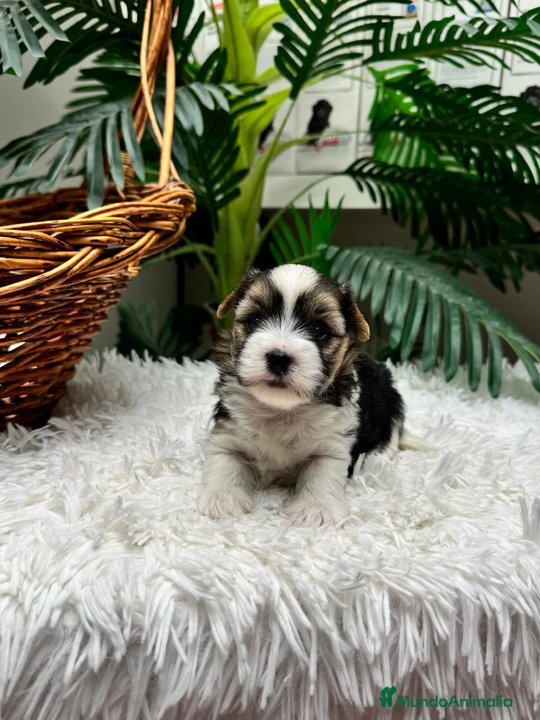 Yorkshire Terrier perros en venta: 🎀 YORKSHIRE TERRIER 🎀 - Anuncio 2