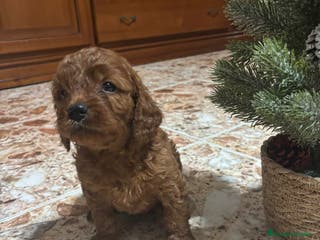 Cavapoo perros Cachorros raza Cavapoo - Anuncio 6