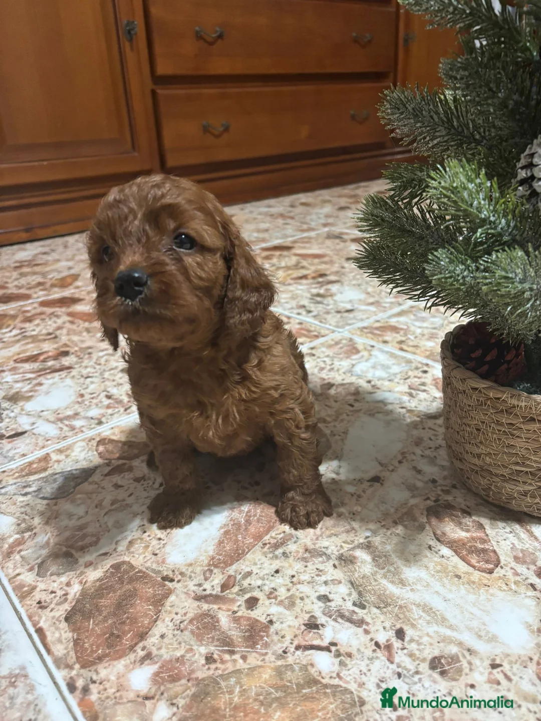 Cavapoo perros en venta: Cachorros raza Cavapoo - Anuncio 1