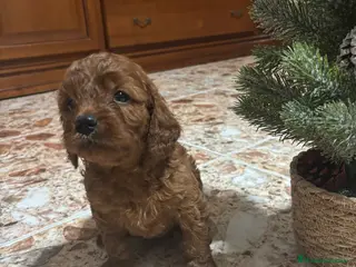 Cavapoo perros Cachorros raza Cavapoo - Anuncio 5