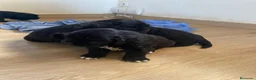 Terranova perros en venta: Terranova 641387649 - Anuncio 3