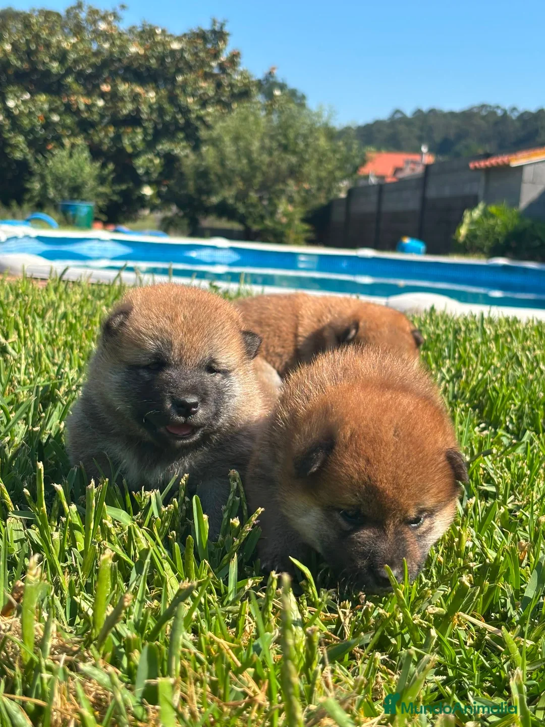 Shiba Inu perros en venta: SHIBA INU PONTEVEDRA - Anuncio 2