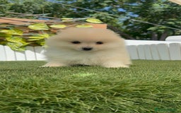 Pomerania perros en venta: POMERANIA BLANCA HEMBRA  - Imagen 4