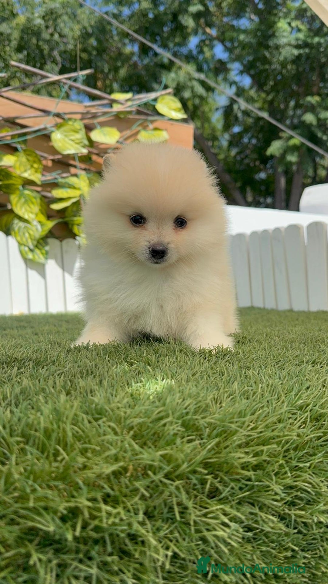Pomerania perros en venta: POMERANIA BLANCA HEMBRA  - Imagen 4