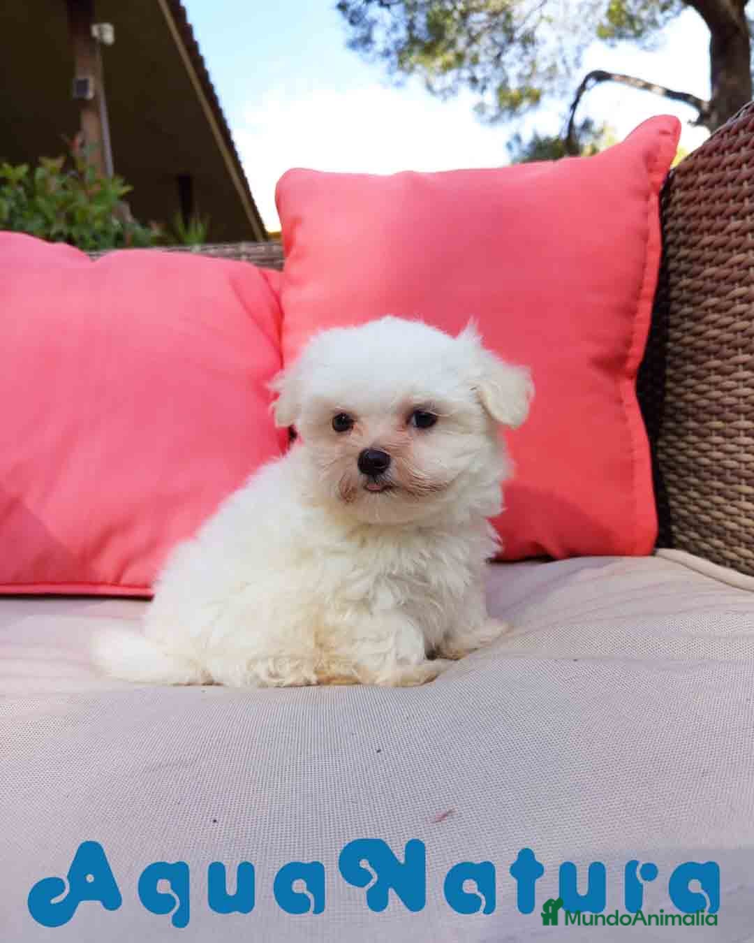 Bichón Maltés perros en venta: Bichon Maltes Macho de Malita AQUANATURA - Imagen 3