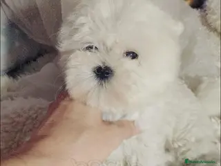 Bichón Maltés perros ‼️‼️PRECIOSA CAMADA DE BICHÓN MALTES COREANO TOY - Anuncio 9