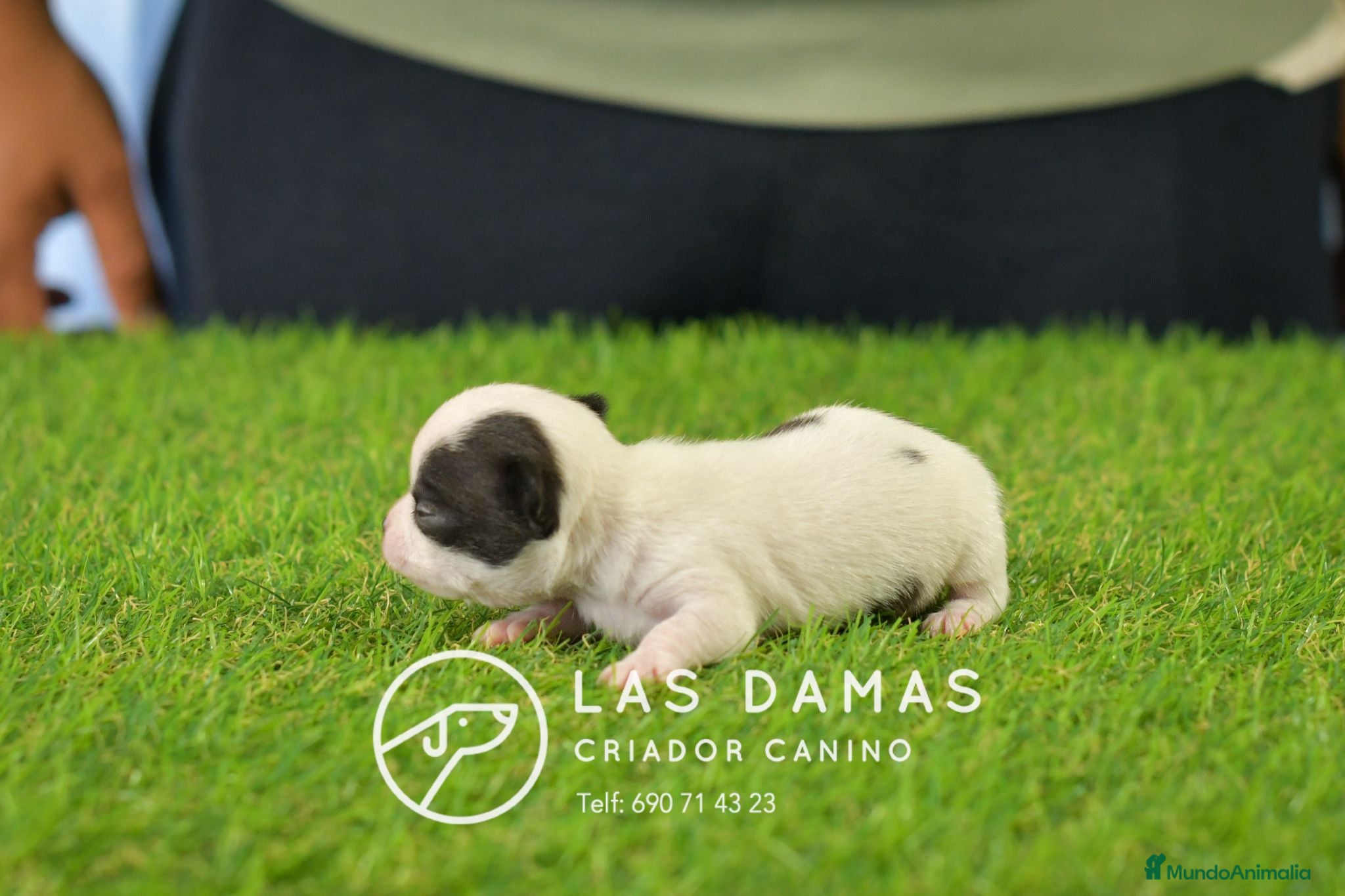 Chihuahua perros Chihuahuas disponibles - Anuncio 5