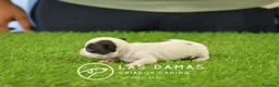 Chihuahua perros en venta: Chihuahuas disponibles - Anuncio 6
