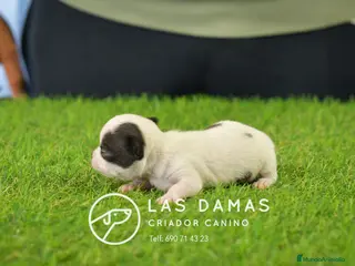 Chihuahua perros Chihuahuas disponibles - Anuncio 5