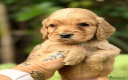Cocker Spaniel Inglés perros en venta: COCKER SPANIEL INGLÉS HEMBRA - Anuncio 3