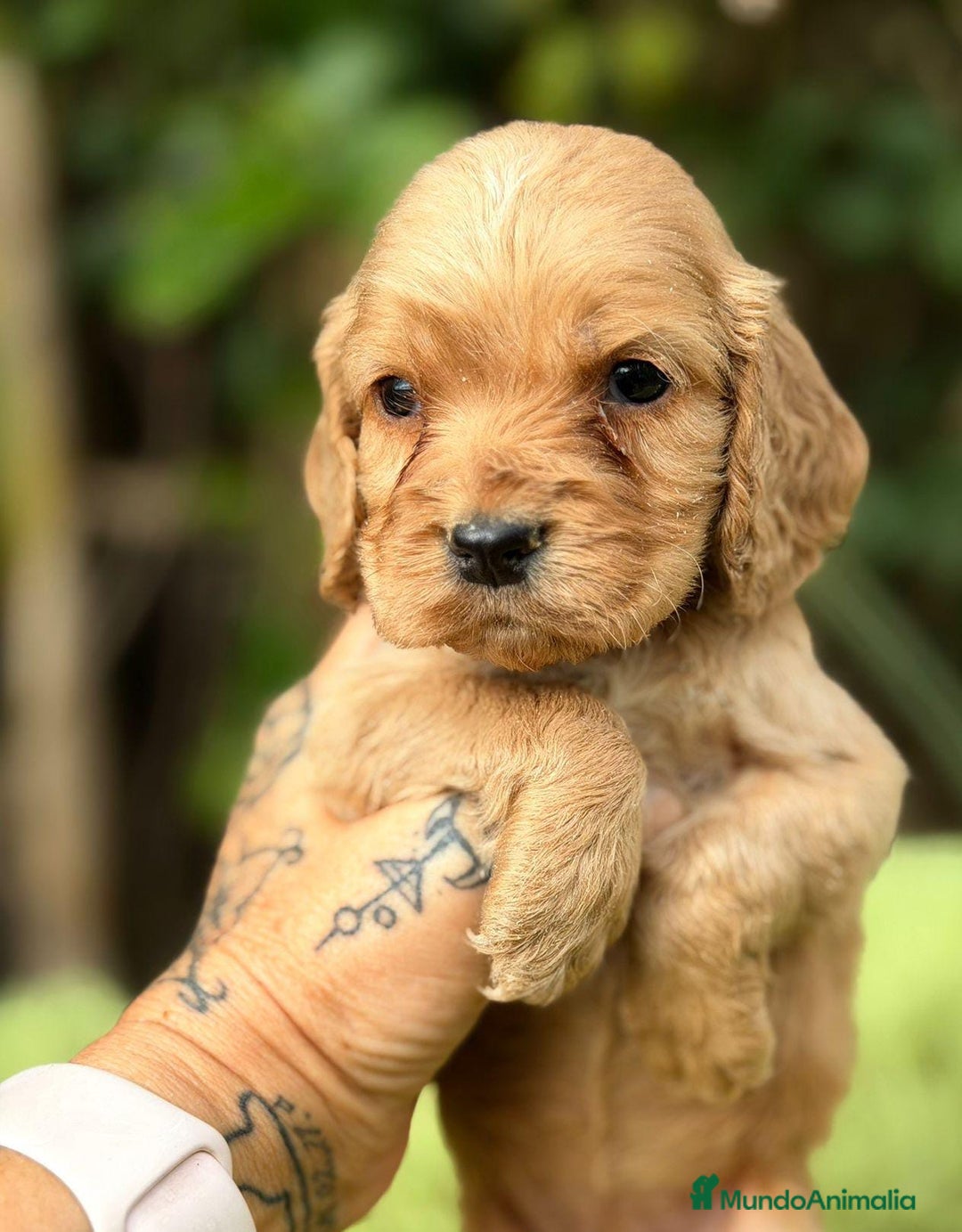 Cocker Spaniel Inglés perros en venta: COCKER SPANIEL INGLÉS HEMBRA - Anuncio 3
