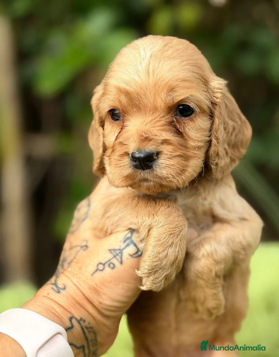 Cocker Spaniel Inglés perros en venta: COCKER SPANIEL INGLÉS HEMBRA - Anuncio 3