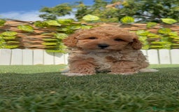 Caniche Toy perros en venta: CANICHE TOY MACHO - Imagen 16