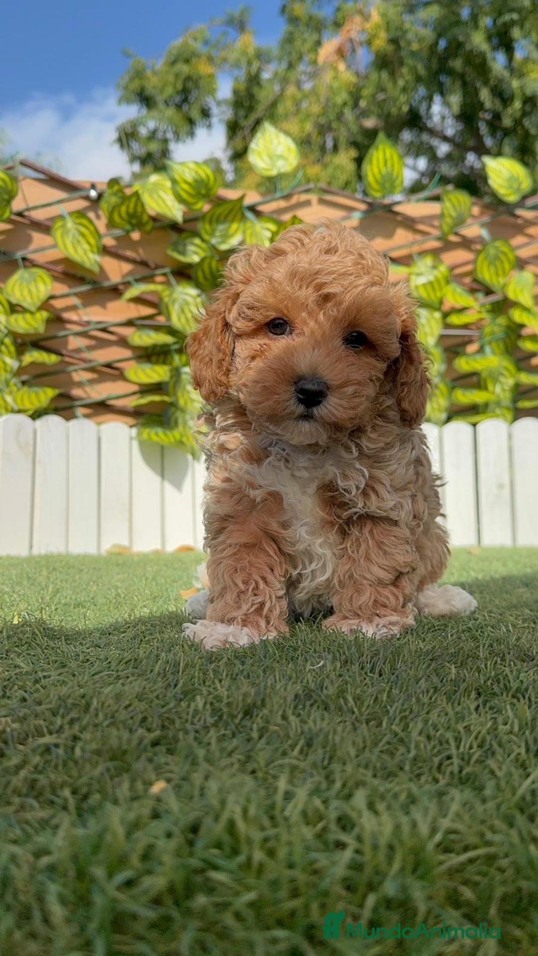 Caniche Toy perros en venta: CANICHE TOY MACHO - Imagen 16