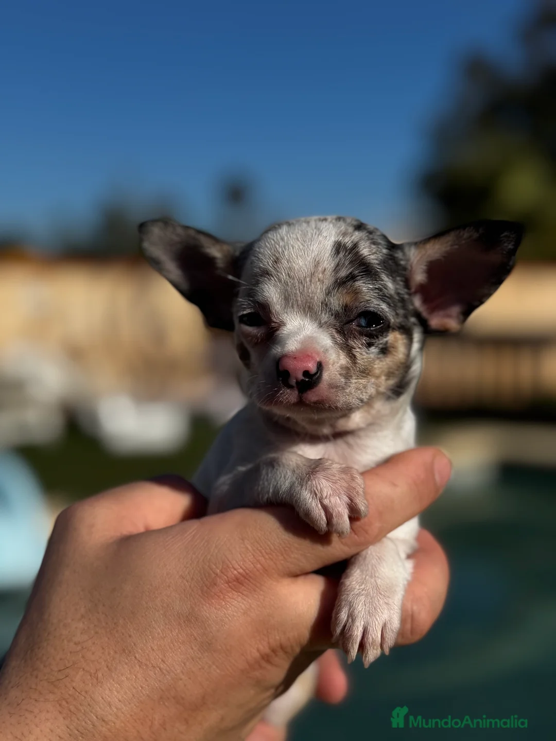 Chihuahua perros en venta: Chihuahuas  en Illes Balears - Anuncio 9
