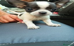 Chihuahua perros en venta: Chigugua toys - Imagen 3