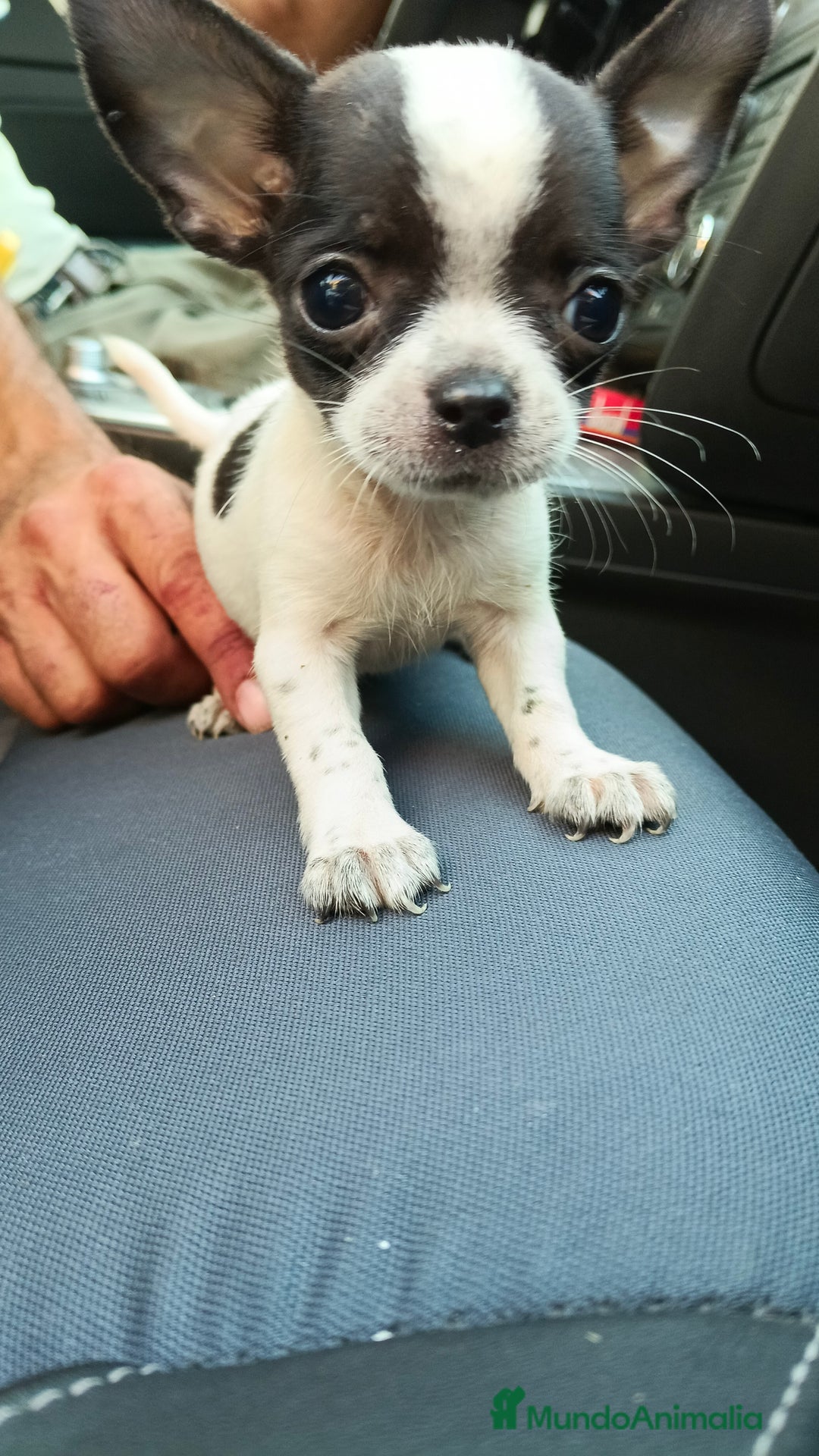 Chihuahua perros en venta: Chigugua toys - Imagen 3