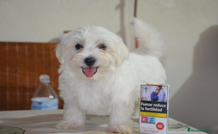 Bichón Maltés perros - Propaganda 3