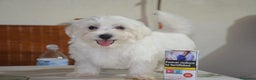 Bichón Maltés perros en venta: Bichón maltés  - Anuncio 2