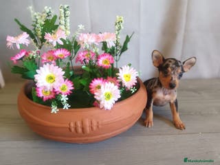 Pinscher Miniatura perros 🐶Pequeños cachorritos de Pinscher Miniatura 🐾 - Anuncio 29