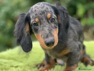 Teckel Miniatura perros TECKEL MINIATURA PELO LARGO - Anuncio 14