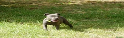 Staffordshire Bull Terrier perros en venta: Staffordshire bull terrier - Anuncio 2