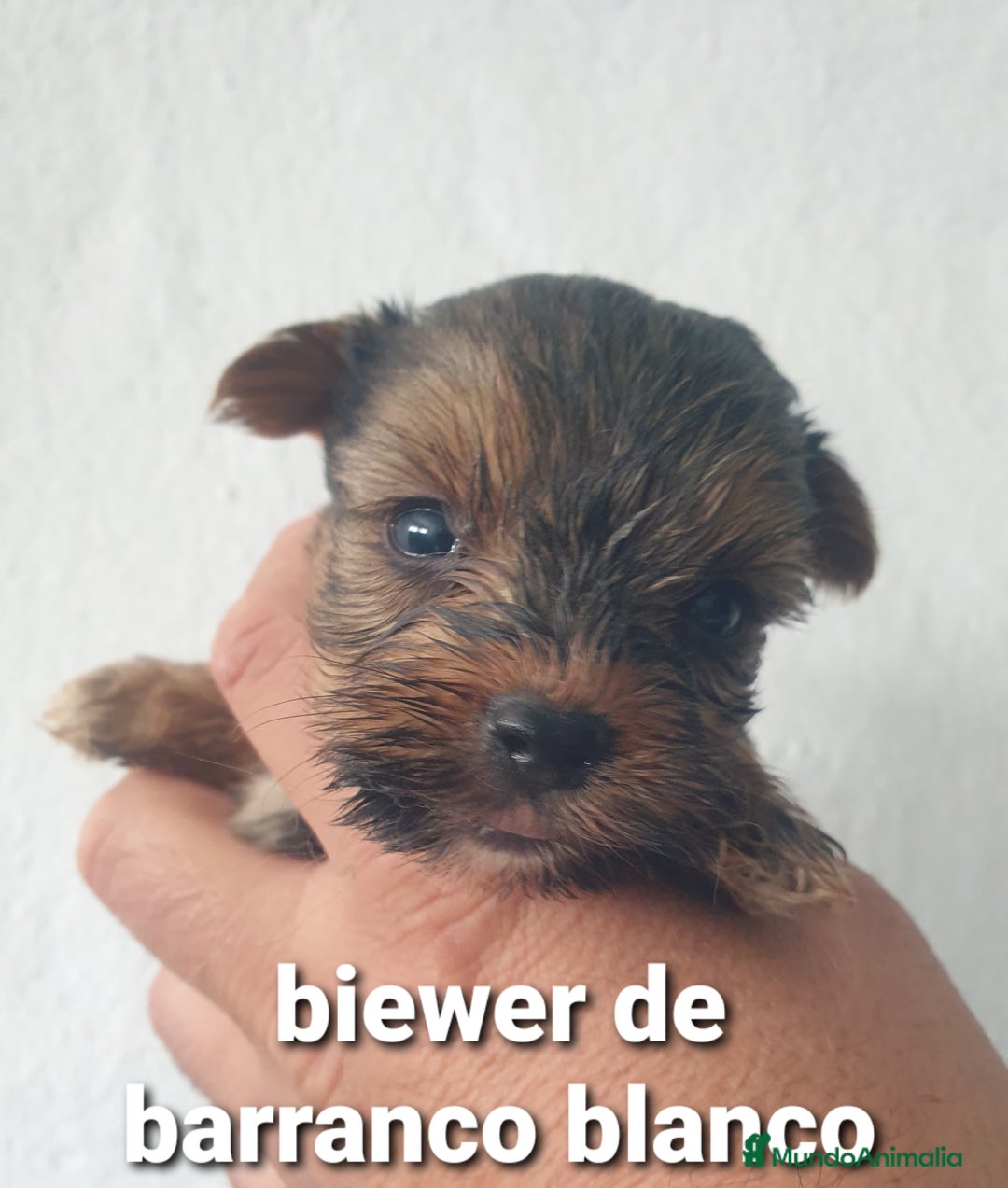 Biewer Yorkshire Terrier a la Pom Pon perros en venta: Biewer y golden con pedigree - Imagen 10