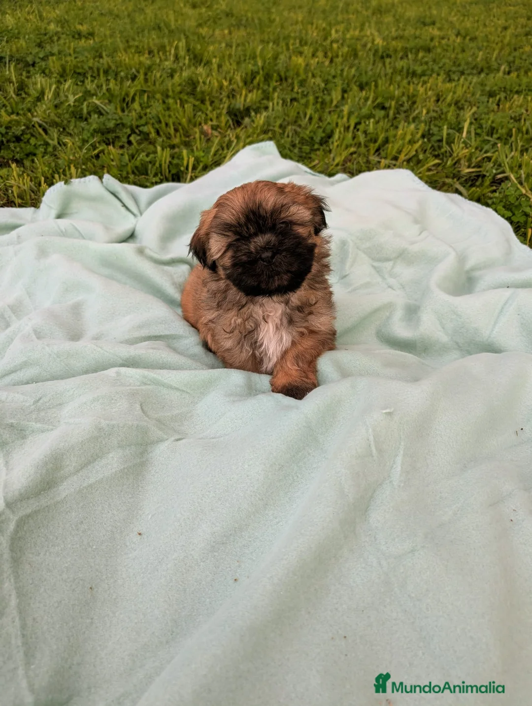 Shih Tzu perros en venta: Shih tzu - Anuncio 8
