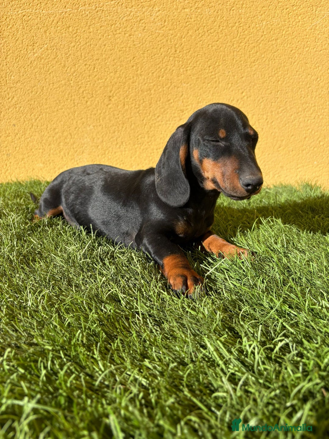 Teckel Miniatura perros en venta: Teckel Miniatura macho negro fuego  - Imagen 7