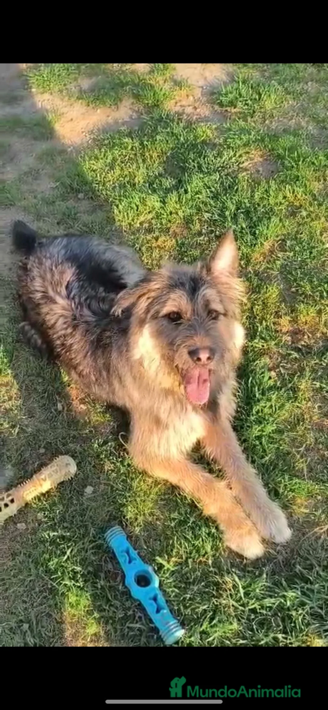 Raza Mixta perros en venta: Pastor cruzado macho - Anuncio 2