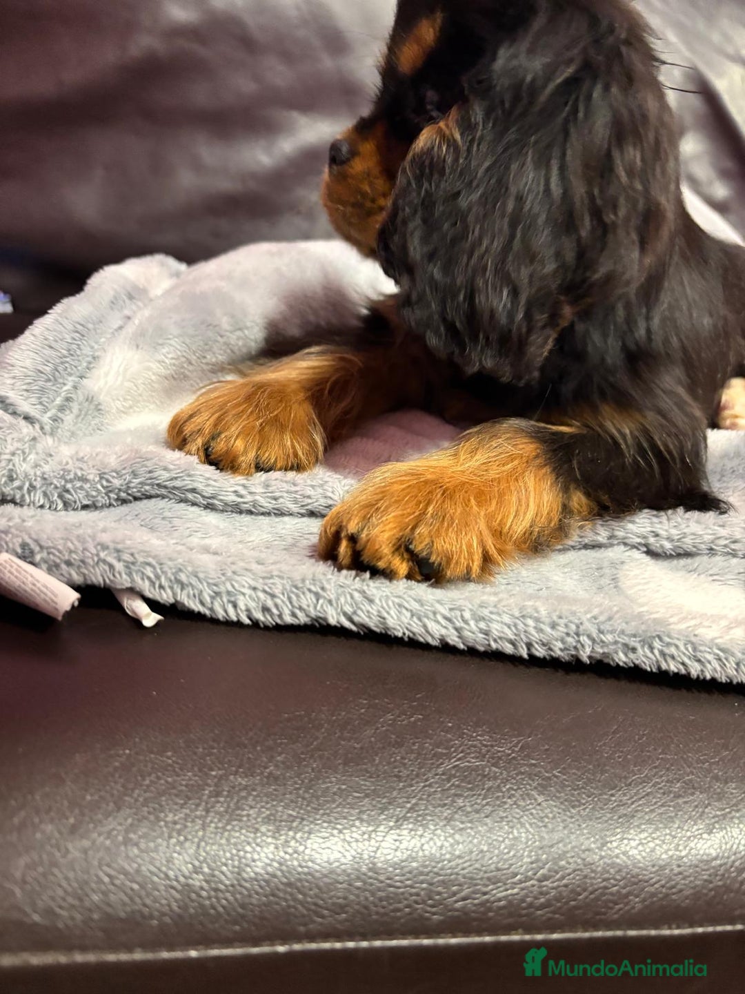 Cavalier King Charles Spaniel perros en venta: Cachorros Cavalier King alta calidad - Anuncio 5