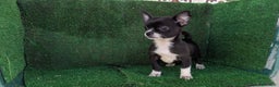 Chihuahua perros en venta: Chihuahua  - Anuncio 1